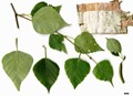 SpeciesSub: subsp. szechuanica